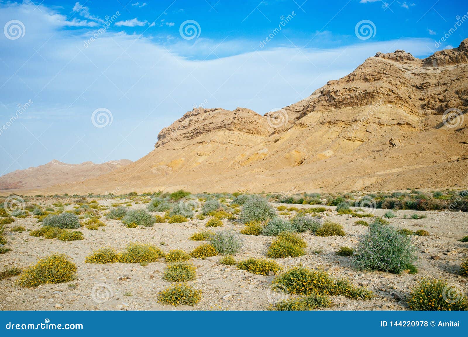 holy land series - ramon crater makhtesh - desert blossom 2